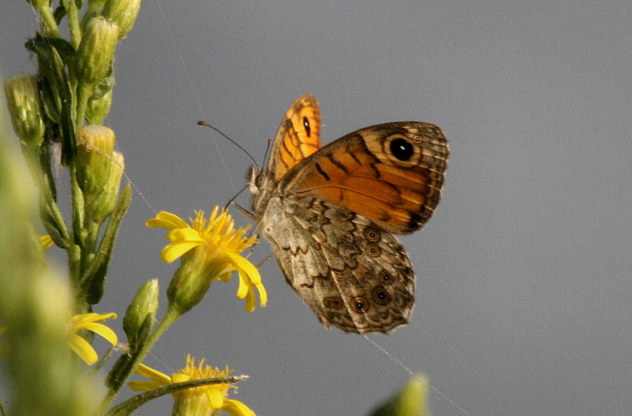 Identificazioni